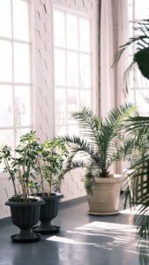 Brighten Your Space: The Benefits of Indoor Plants in Home Décor